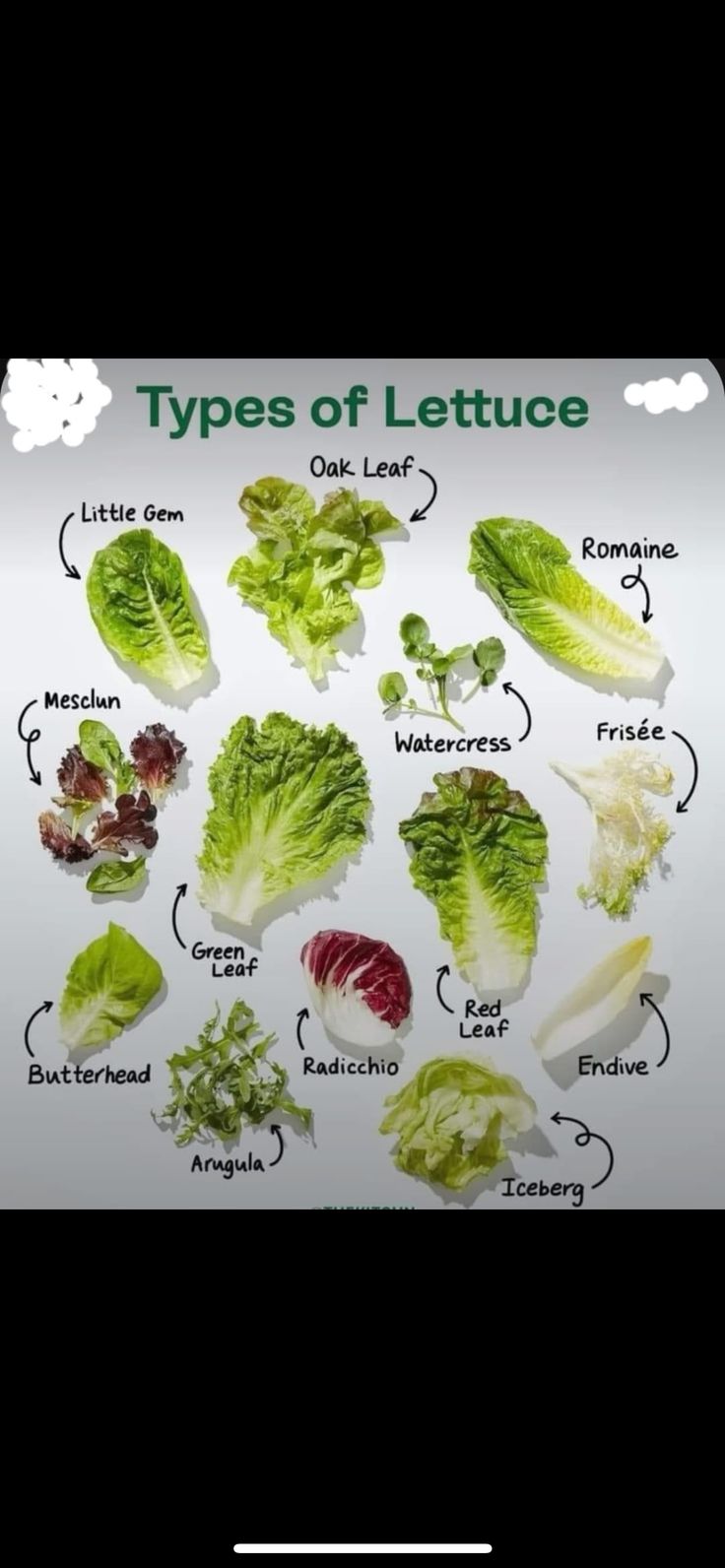 the different types of lettuce are shown in this diagram, and each type is labeled with their own name