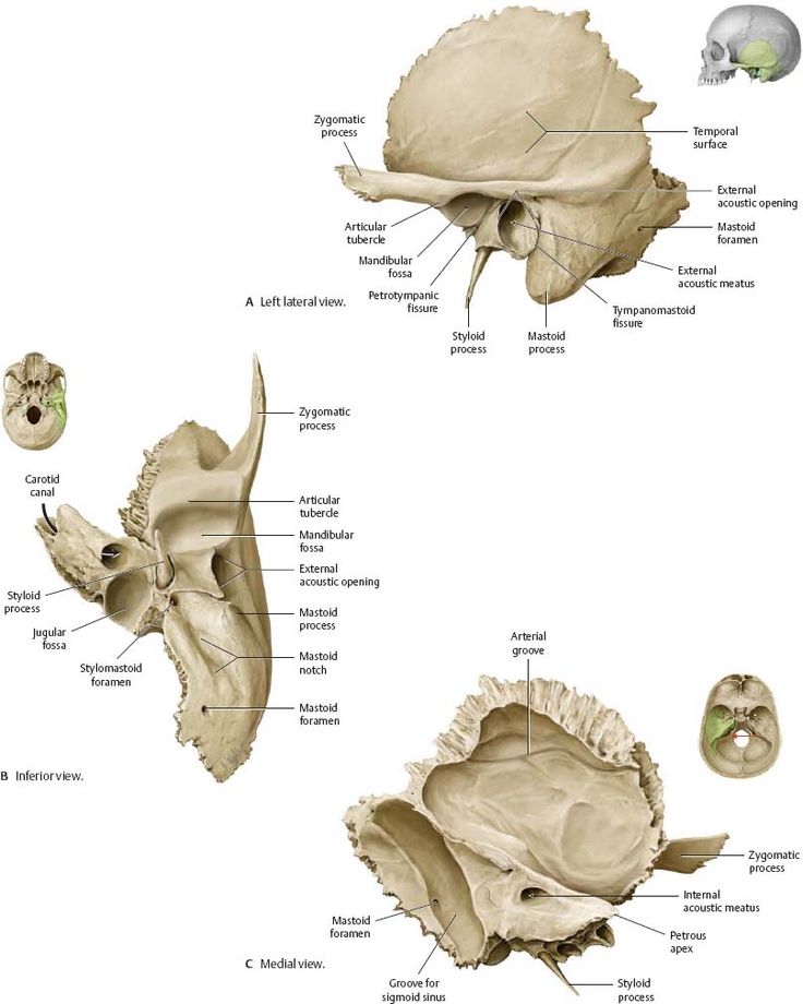 an image of the human skull and its parts labeled in english or german language, with labels on each side