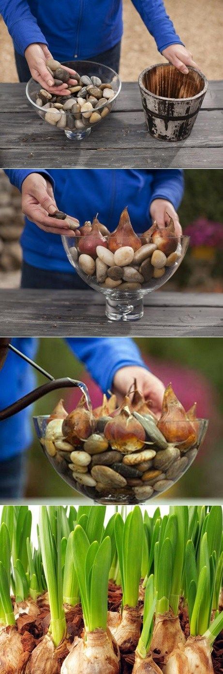 the process of growing onions and garlic is shown in three different stages, including prepping them