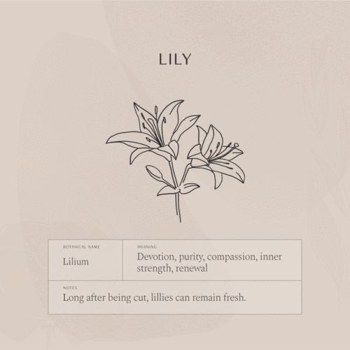 a flower is shown with the words lily in it's center and bottom corner