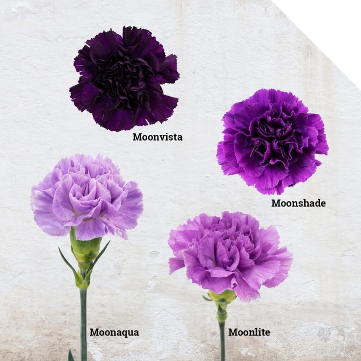 four different types of carnations in vases with names written below the flowers