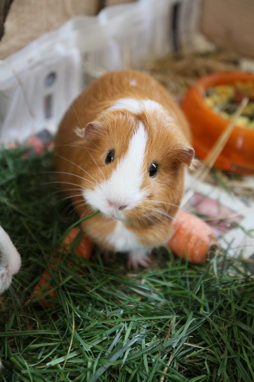 a small brown and white hamster sitting on top of grass next to a carrot