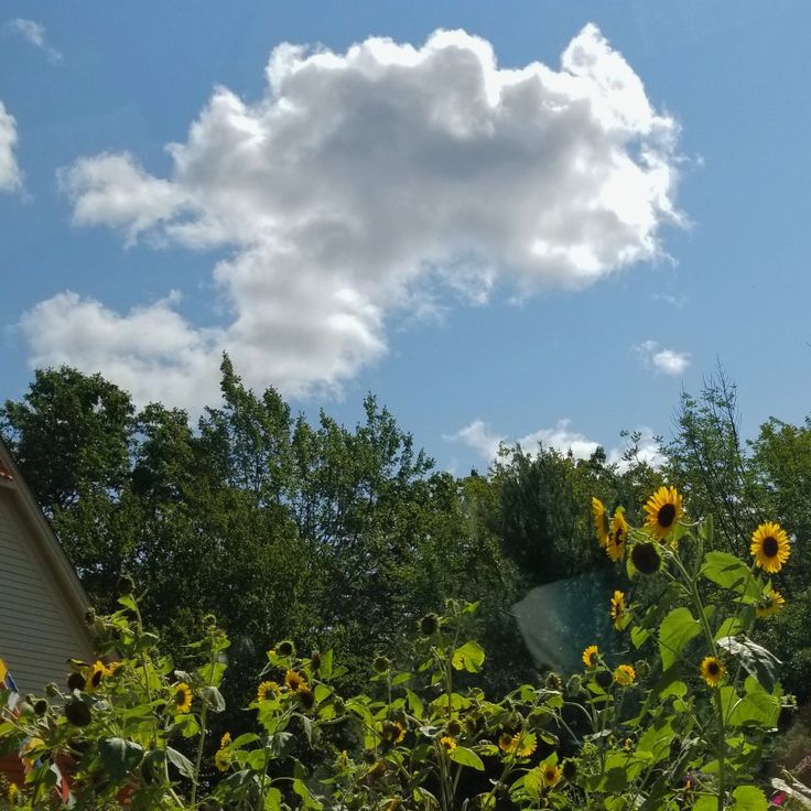 sunflowers in the foreground and clouds in the background