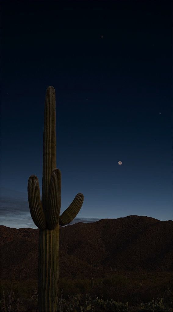 hedgehog cactus, cactus, desert, moon, sky, sunset, outdoors, landscape, travel, mountain, nature, dawn, light, sun, dusk Cactus Aesthetic, Hedgehog Cactus, Iphone Wallpaper Quotes Inspirational, Desert Moon, Phone Background Patterns, Light Sun, Cactus Desert, Surreal Photos, Mountain Nature