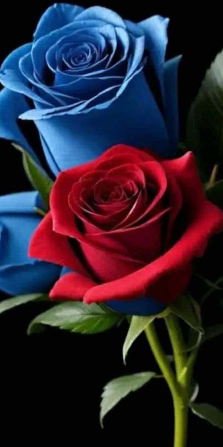 two red and one blue roses are on a black background