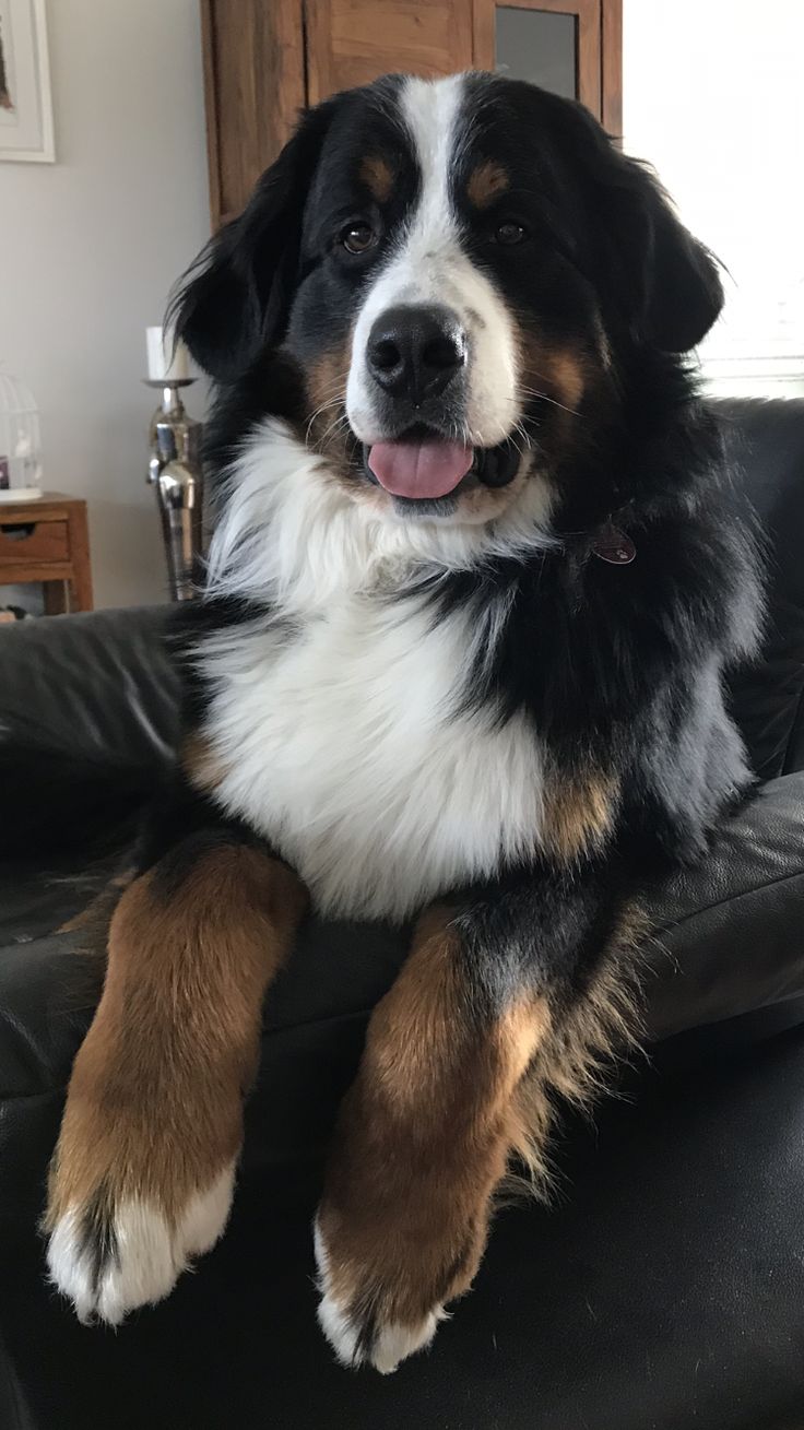 a dog sitting on top of a black leather couch