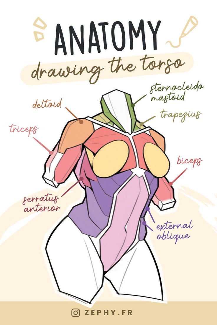 the anatomy of an animal's torso