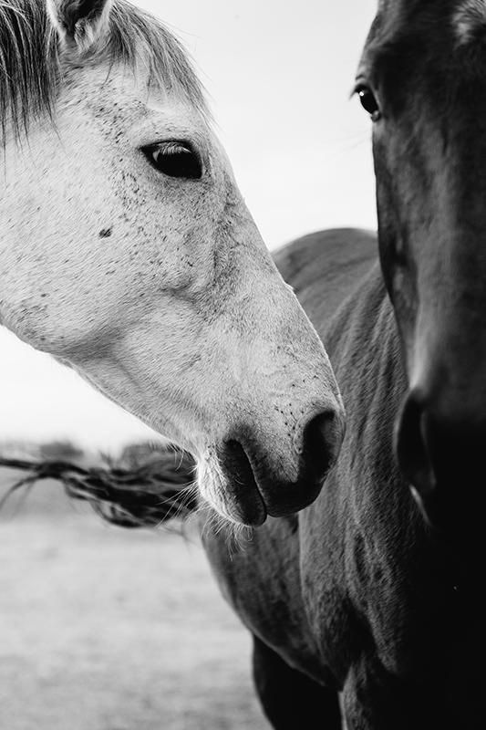 two horses standing next to each other near one another on a field with grass and sky in the background