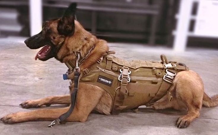 a large brown dog laying on top of a cement floor