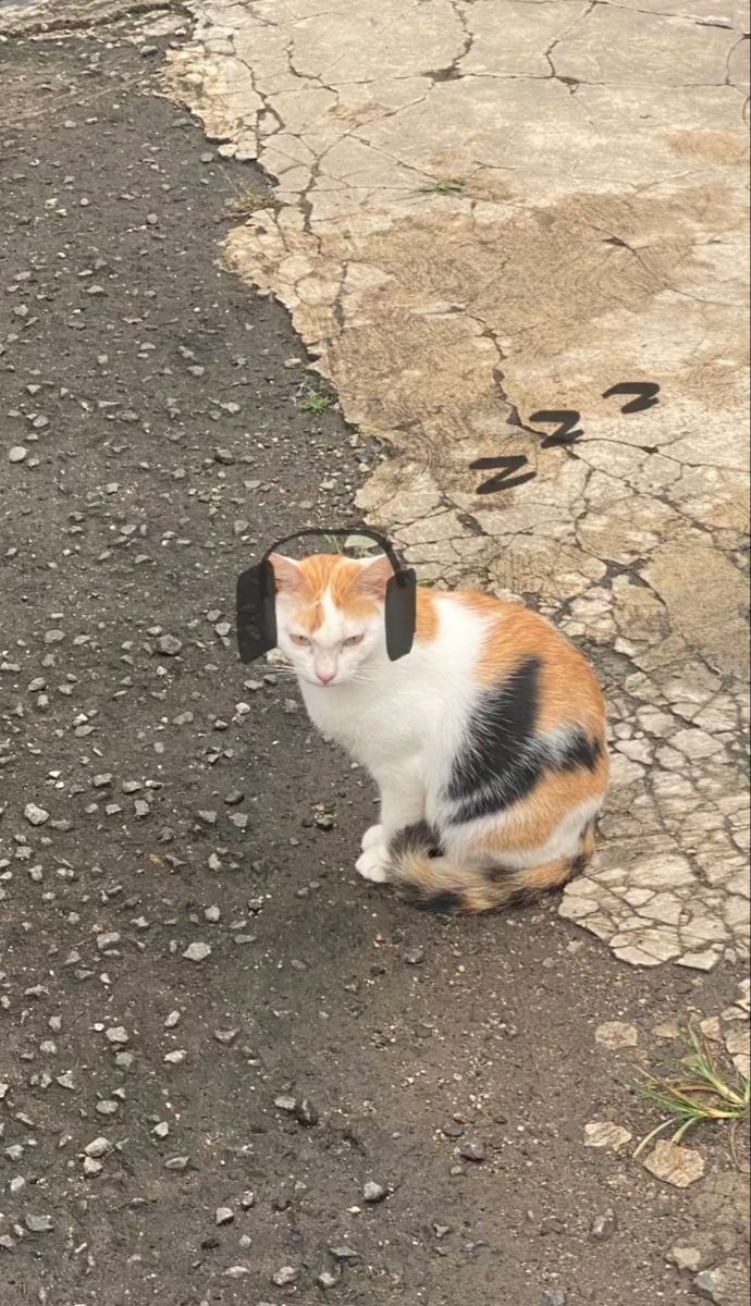 an orange and white cat with headphones on sitting in the middle of a road