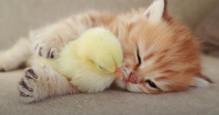 an orange kitten sleeping with its head on a small yellow duckling's back