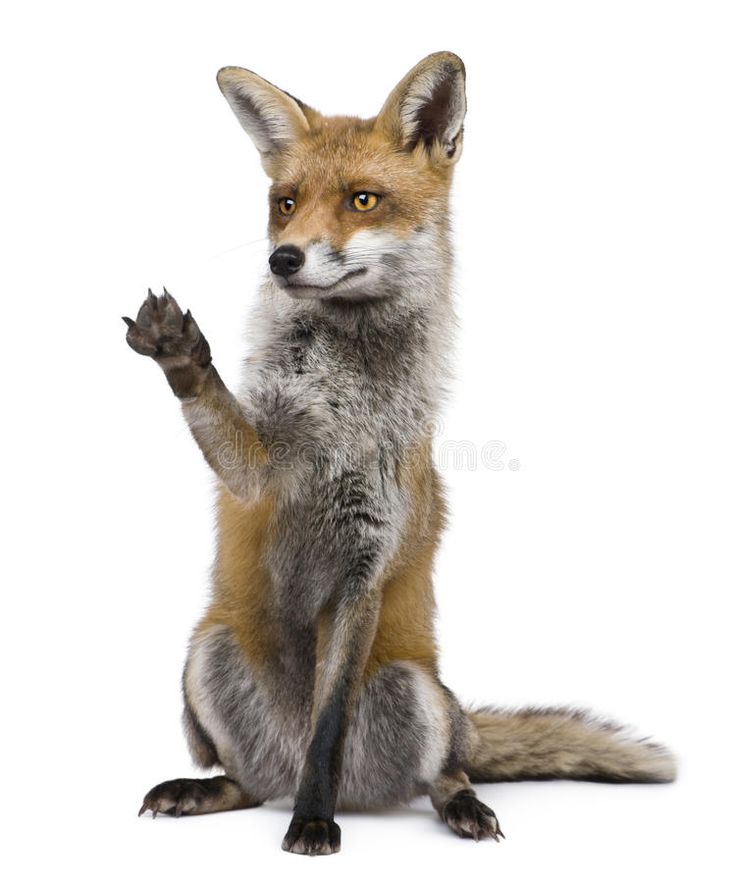 a red fox sitting on its hind legs and waving at the camera royalty - fotor