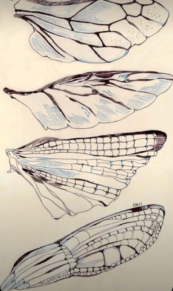 three different types of wings are shown in this drawing