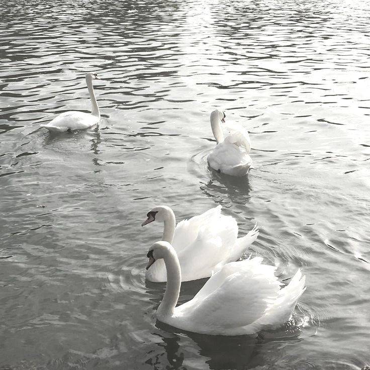 two swans are swimming in the water near each other and one is looking for food