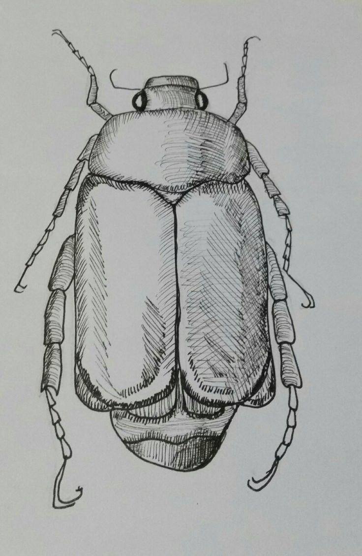 a drawing of a bug with long antennae