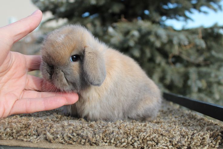 a small rabbit being petted by someone's hand