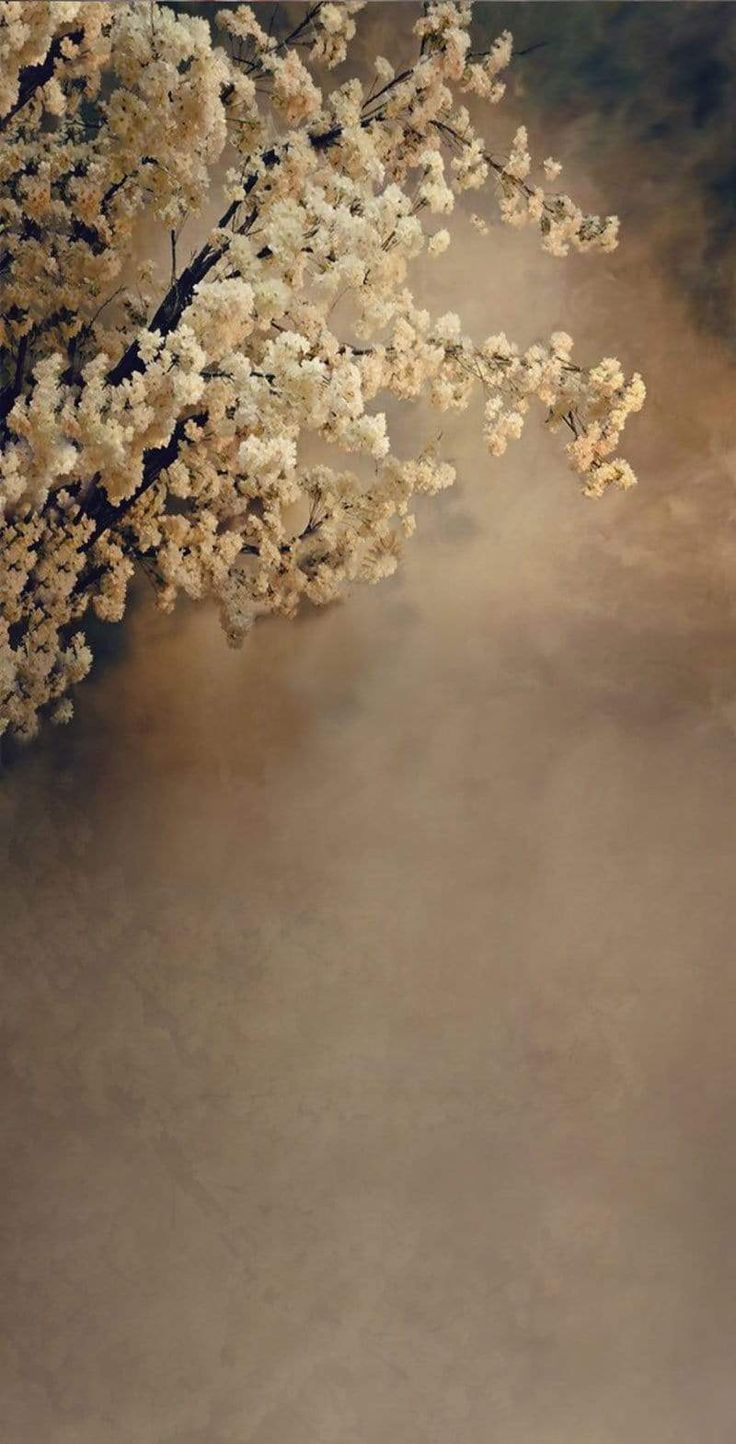 a tree with white flowers on it in the foggy day, looking down at its branches