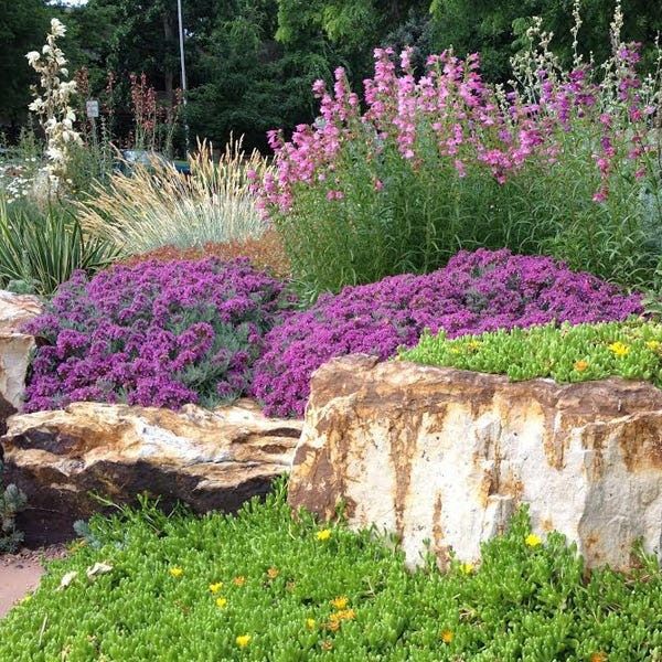 a garden with purple flowers and rocks in the foreground, surrounded by greenery