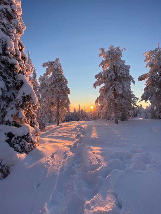 the sun is setting behind some snow covered trees