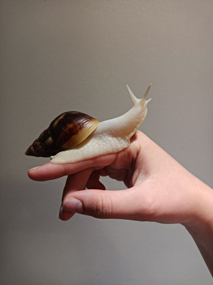 a hand holding a small snail on top of it's shell in front of a gray wall