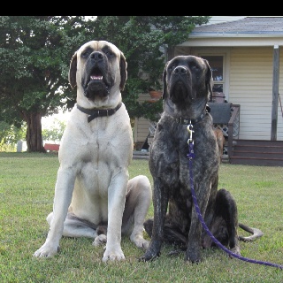 two large dogs sitting on the grass in front of a house and one is looking at the camera