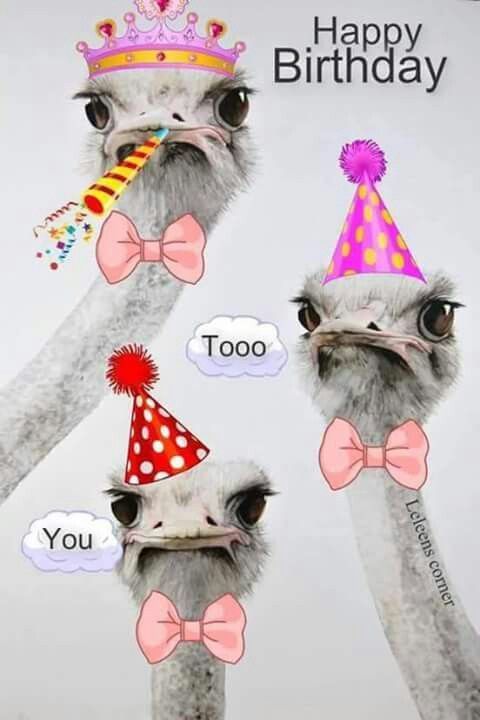 two ostriches wearing birthday hats and bow ties