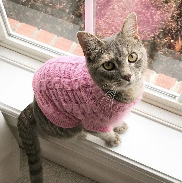 a cat wearing a pink sweater looking out the window