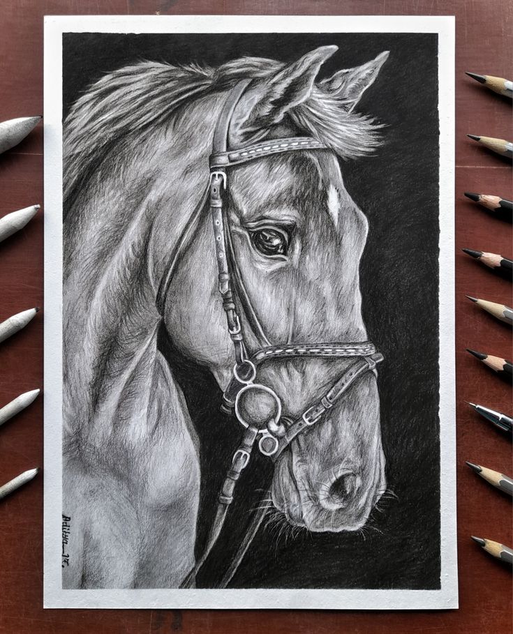 a pencil drawing of a horse with a bridle on it's head