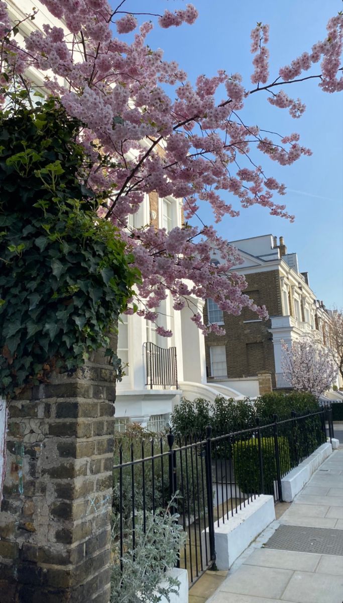 a tree with pink flowers in front of a building