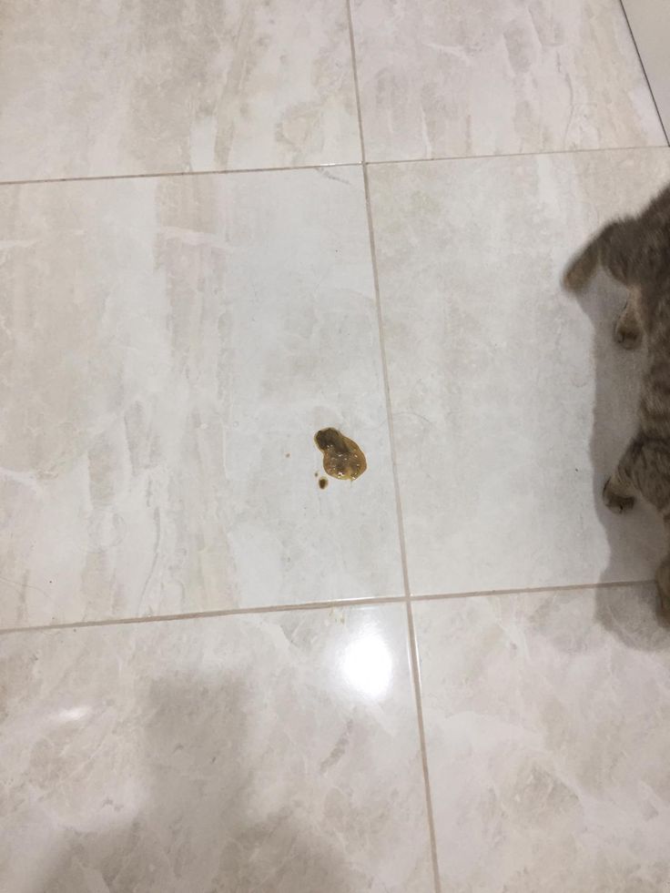 a cat looking at a mouse on the floor