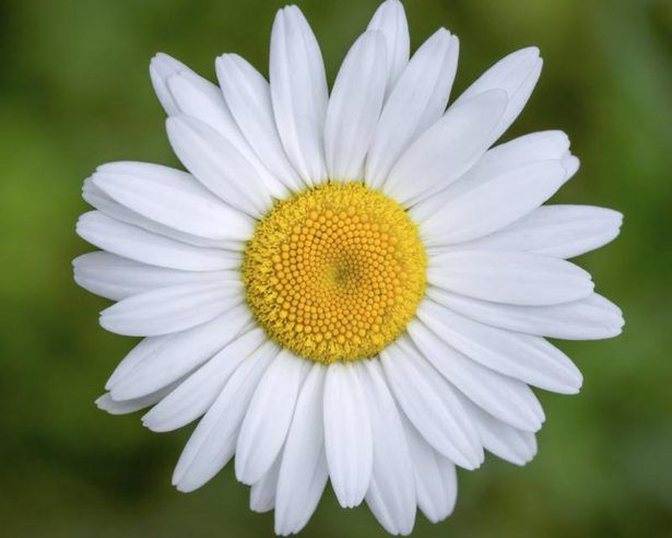 a white and yellow flower with green background