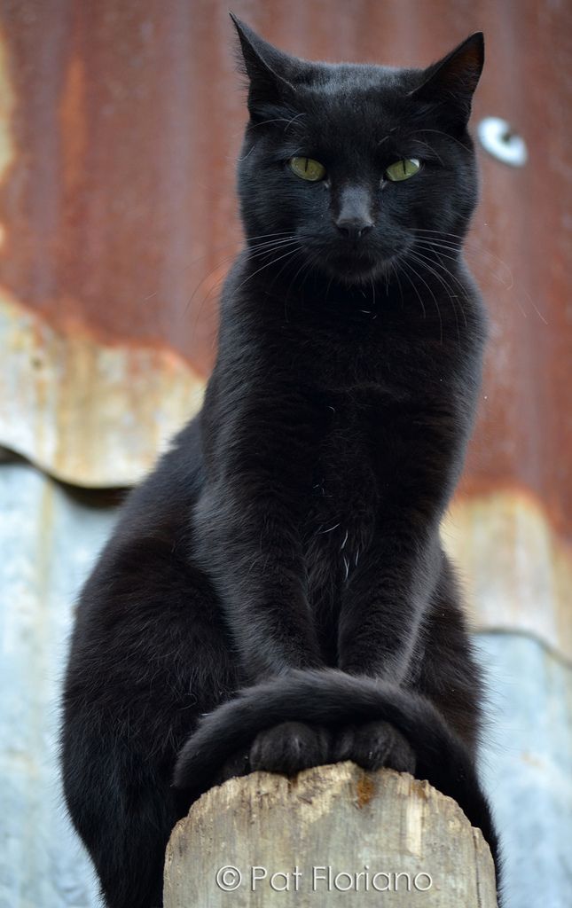 a black cat sitting on top of a wooden stump looking at the camera with green eyes