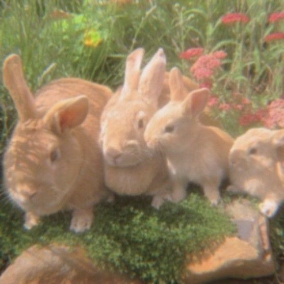 four rabbits are sitting in the grass near some rocks and flowers, while one rabbit is looking at the camera