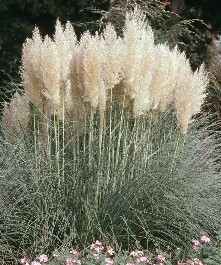 some very pretty flowers and plants in the grass