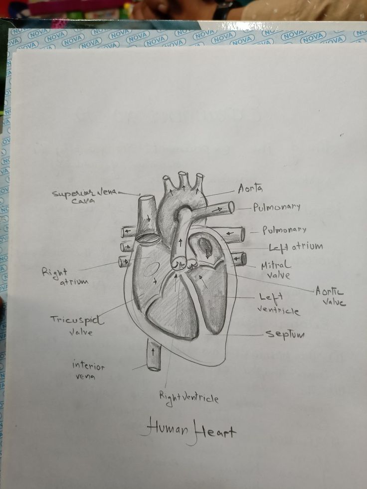 a drawing of the human heart with labels on it