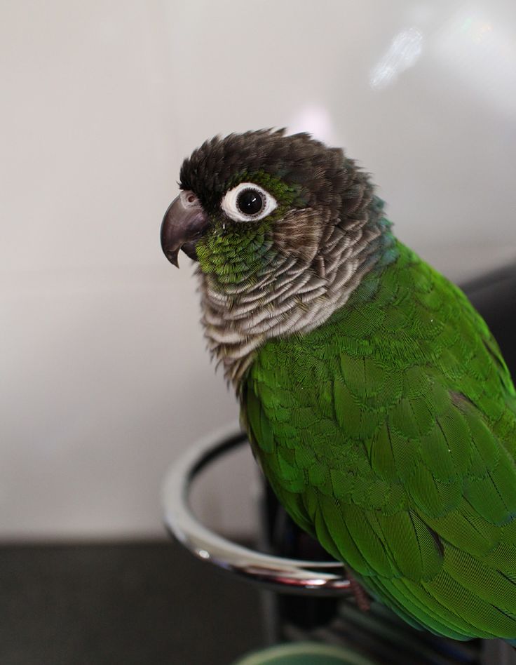 a green parrot sitting on top of a metal bowl