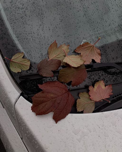 some leaves are laying on the hood of a car with water droplets all over it