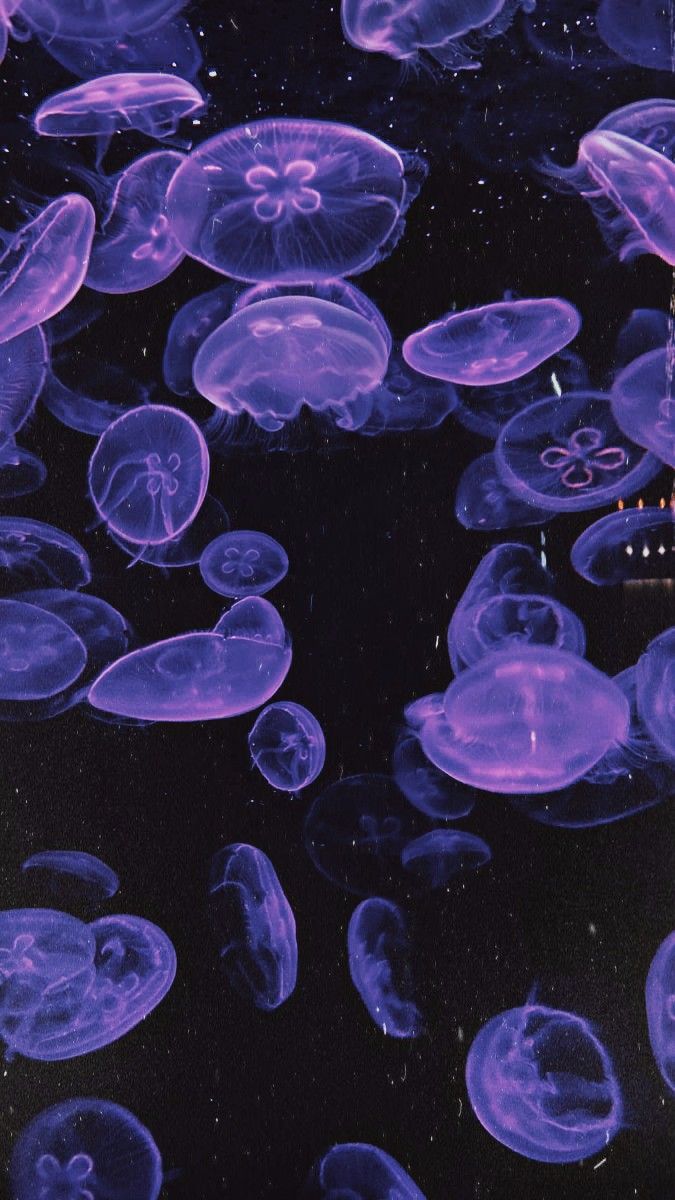 Purple Jellyfish, Jellyfish Pictures, Sea Jellies, Genos Wallpaper, Light Purple Flowers, Dark Purple Wallpaper, Purple Sea, Jelly Wallpaper, Blue Jellyfish