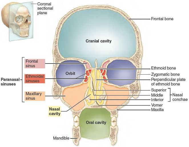 A coronal section diagram highlights the cranial cavity, orbits, three of the four sets of paranasal sinuses, nasal cavity, and oral cavity. Paranasal Sinuses, Maxillary Sinus, Skull Anatomy, Nasal Cavity, Brain Anatomy, Human Anatomy And Physiology, Med Student, The Skull, Anatomy And Physiology