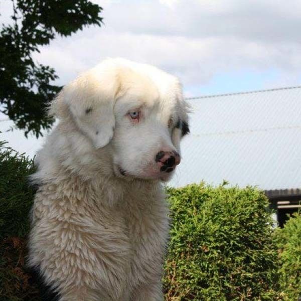 a large white dog sitting on top of a lush green field