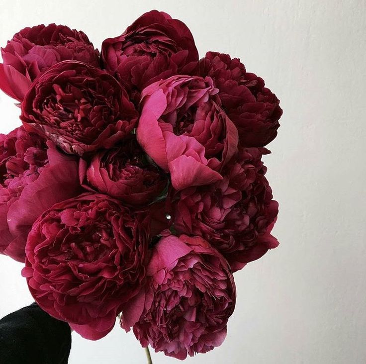 a vase filled with red flowers on top of a table