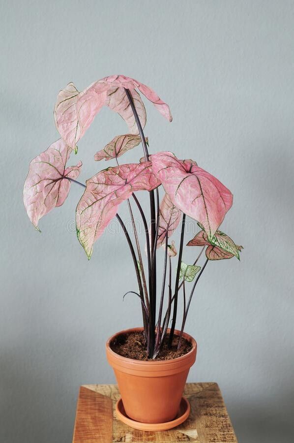 a potted plant with pink flowers on a wooden table