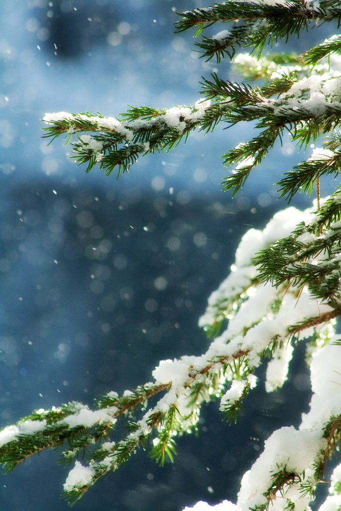 the branch of a pine tree is covered in snow