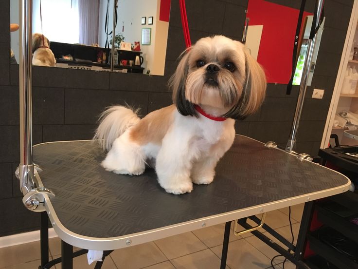 a small dog sitting on top of a table