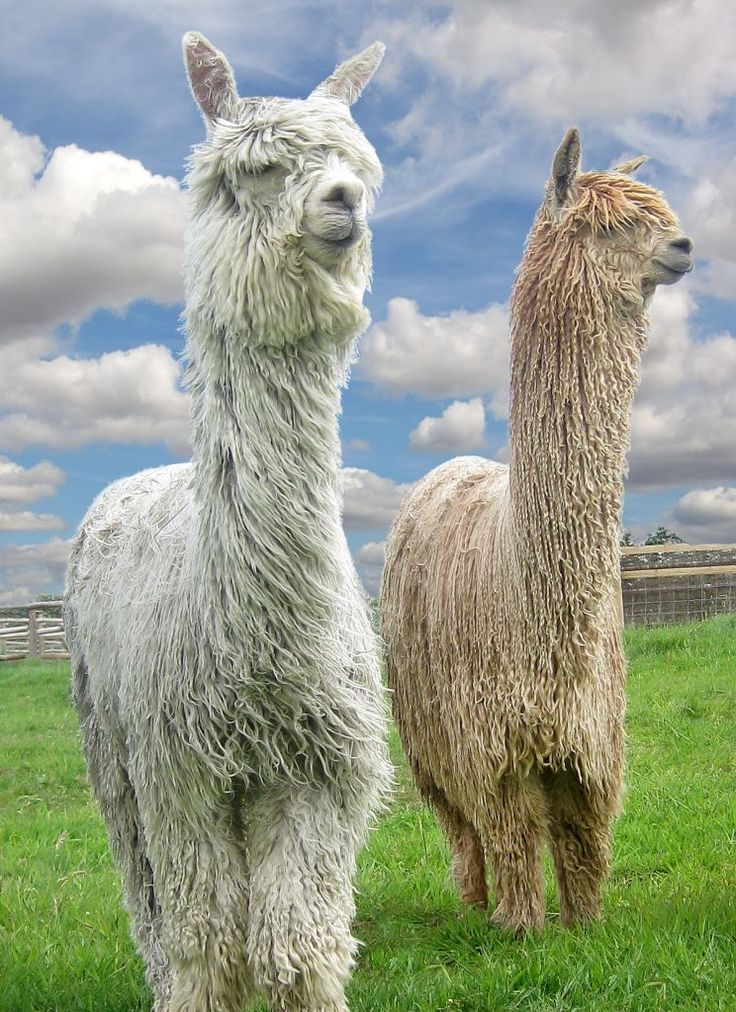 two llamas standing in the grass on a cloudy day