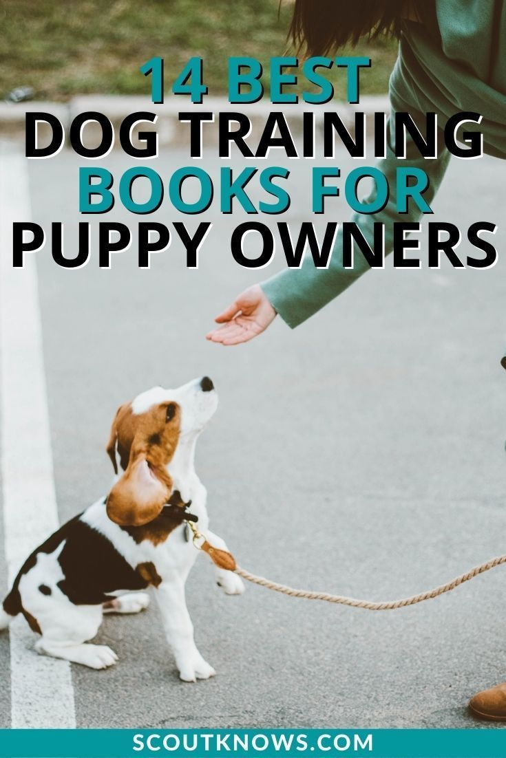 Being a puppy parent is no easy task. Luckily, there are a lot of fantastic books out there that can help you do a better job. Here some of our recommended puppy training books that you should check out. #puppytraining #dogtraining #dogbooks #dogtrainingbooks #pet #dogs #scoutknows Dog Training Books, House Training Dogs, Better Job, Best Puppies, Best Dog Training, Dog Books, Older Dogs, Dog Parents, A Puppy