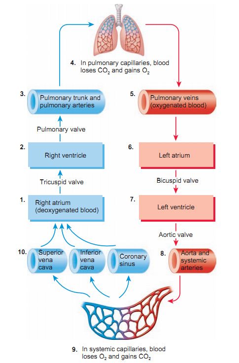 the diagram shows the stages of blood flow from the lungs to the heart and lungs