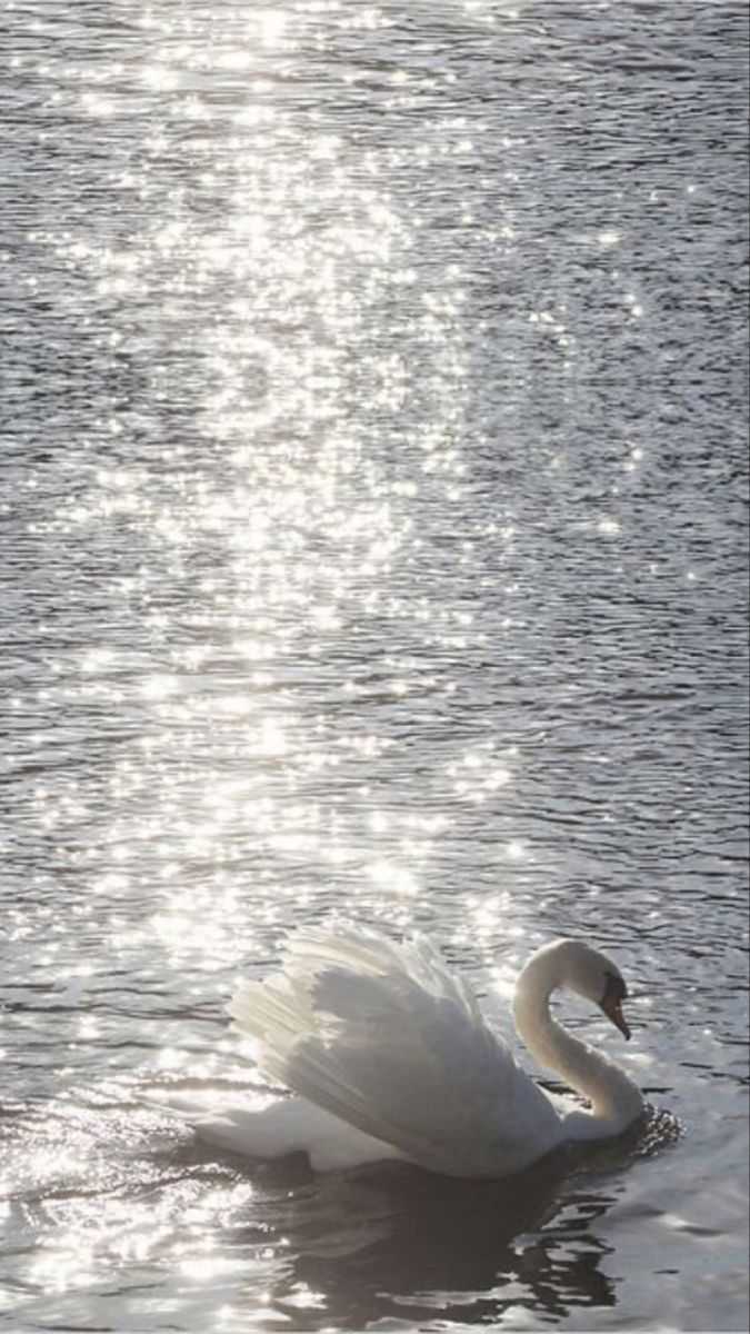 a white swan floating on top of a body of water