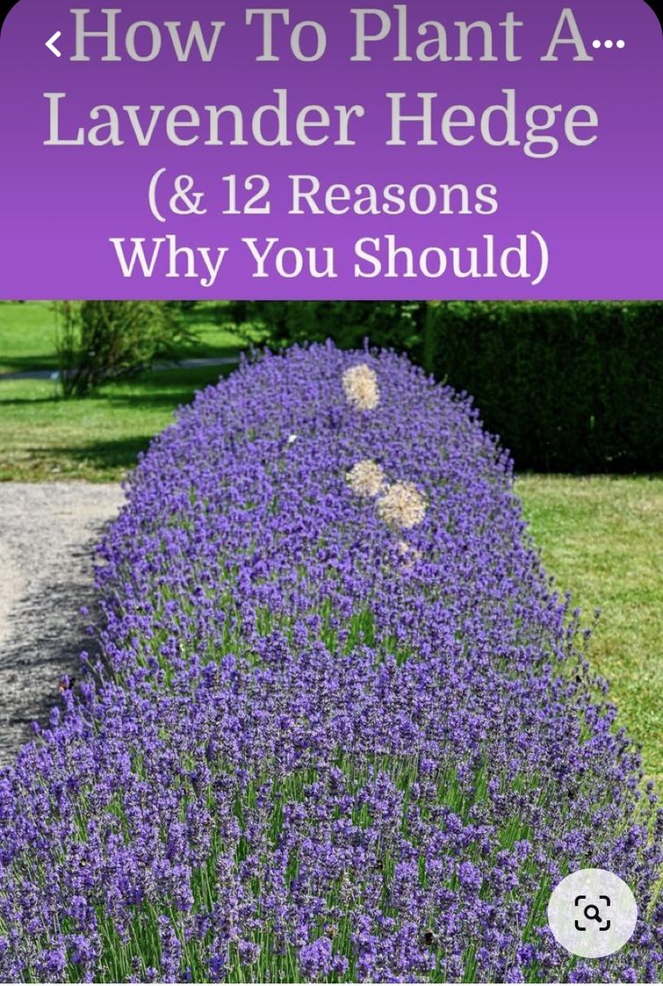 lavender plants with the title how to plant a lavender hedge and 12 reasons why you should