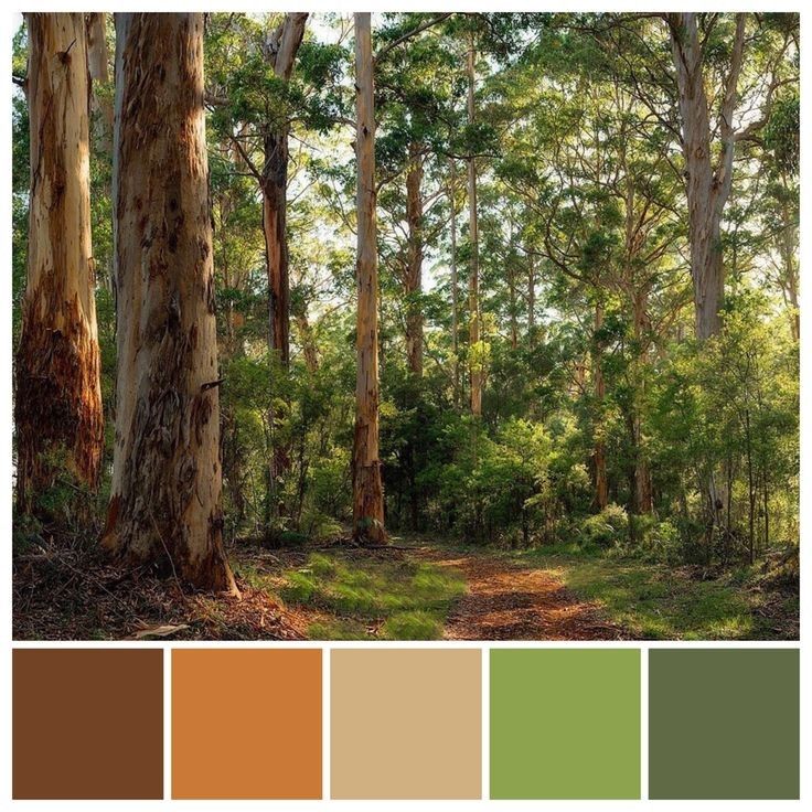 a forest with lots of trees and grass in the foreground is a color palette